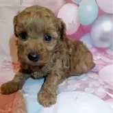 タイニープードル