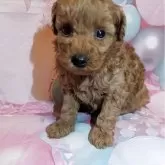 タイニープードル【徳島県・女の子・2025年10月1日・アプリコット】の写真2「★甘えたちゃん★」