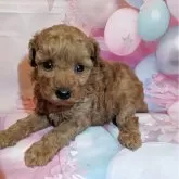 タイニープードル【徳島県・女の子・2025年10月1日・アプリコット】の写真5「★美人さん★」