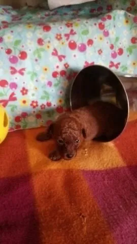 ID：1705-01534の子犬