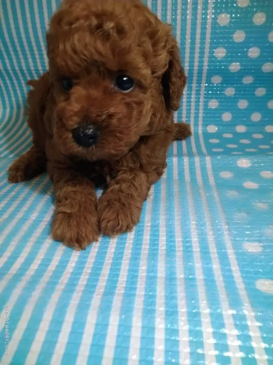 ID：2109-02536の子犬