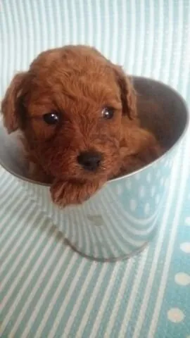 ID：1802-01473の子犬