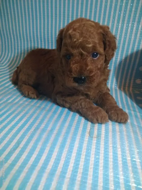 ID：2109-01557の子犬