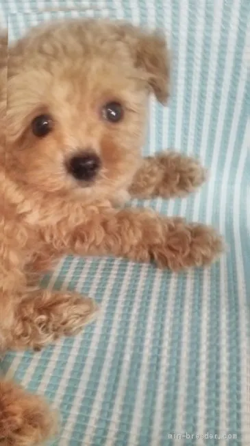 ID：1907-00013の子犬