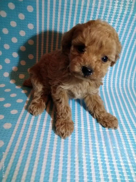 ID：2004-01289の子犬