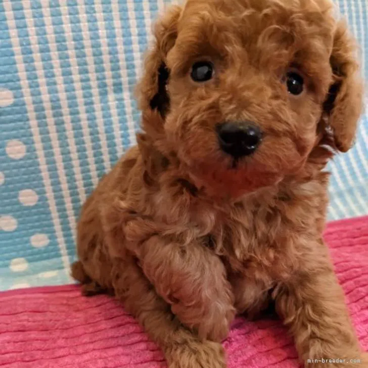 ID：2209-04082の子犬