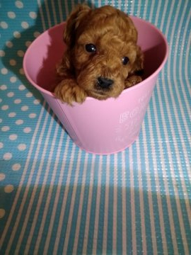 トイプードル(タイニー)【徳島県・男の子・2020年2月29日・レッド】の写真「大人しい可愛い男の子(◠‿・)—☆」