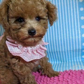 トイプードル(ティーカップ)【徳島県・女の子・2023年6月25日・レッド】の写真「お顔の可愛い大人しい女の子｡⁠◕⁠‿⁠◕⁠｡」