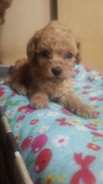 トイプードル(トイ)【徳島県・男の子・2016年5月27日・アプリコット】の写真「くりくりお目目の可愛いイケメン君です。」