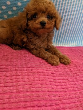 トイプードル(タイニー)【徳島県・女の子・2022年8月4日・レッド】の写真「お顔の可愛いちっちゃな女の子(⁠◕⁠ᴗ⁠◕⁠✿⁠)」