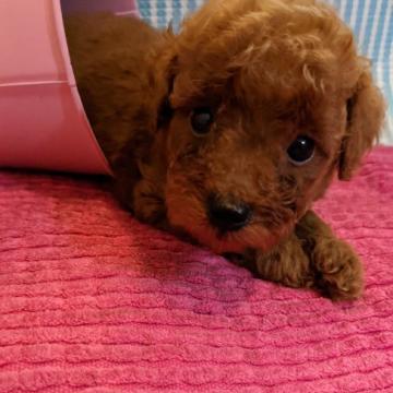 トイプードル(タイニー)【徳島県・男の子・2022年8月18日・レッド】の写真「お顔の可愛い男の子(⁠◠⁠‿⁠・⁠)⁠—⁠☆」