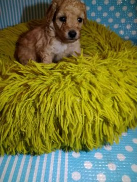 トイプードル(トイ)【徳島県・男の子・2021年12月4日・アプリコット】の写真「お顔の可愛い男の子(◠‿◕)」