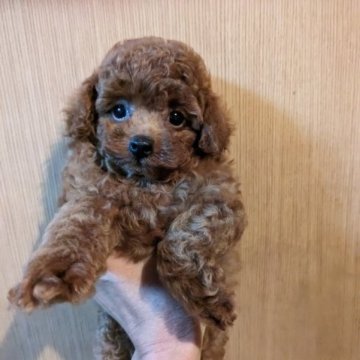 トイプードル(タイニー)【徳島県・男の子・2023年6月25日・レッド】の写真「ちっちゃな可愛いお顔の男の子(⁠◔⁠‿⁠◔⁠)」