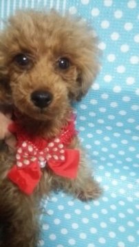 トイプードル(タイニー)【徳島県・女の子・2017年11月19日・レッド】の写真「お茶目で、目が、可愛い女の子です。」