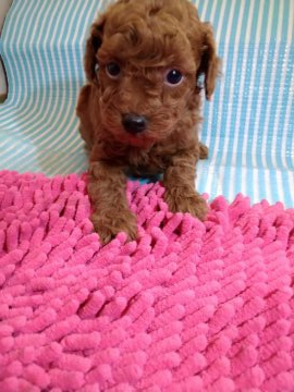 トイプードル(タイニー)【徳島県・男の子・2022年1月23日・レッド】の写真「可愛いお顔の男の子(♡ω♡ ) ~♪」