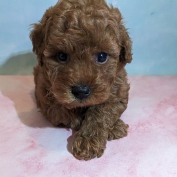 トイプードル(トイ)【徳島県・女の子・2023年9月6日・レッド】の写真「綺麗なレッドの可愛い女の子｡⁠◕⁠‿⁠◕⁠｡」