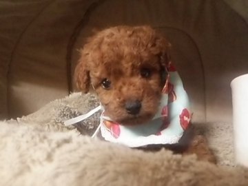 トイプードル(トイ)【徳島県・男の子・2015年12月4日・レッド】の写真「大人しくおっとりしてとても可愛らしい子です。」