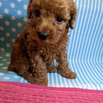 トイプードル(タイニー)【徳島県・女の子・2022年8月4日・レッド】の写真「お目々の可愛い女の子😘」