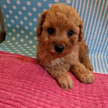 トイプードル(タイニー)【徳島県・男の子・2022年8月5日・レッド】の写真「お目々の可愛い男の子｡⁠◕⁠‿⁠◕⁠｡」