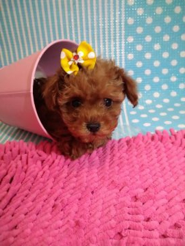 トイプードル(ティーカップ)【徳島県・女の子・2022年2月14日・レッド】の写真「ちっちゃな可愛い女の子(◍•ᴗ•◍)✧*。」