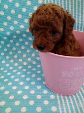 トイプードル(タイニー)【徳島県・女の子・2020年7月3日・レッド】の写真「可愛いお顔の女の子( ꈍᴗꈍ)」