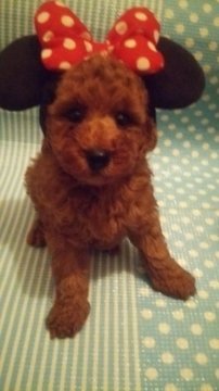 トイプードル(タイニー)【徳島県・男の子・2019年9月8日・レッド…】の写真「お顔の可愛い男の子♪」