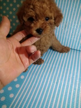 トイプードル(タイニー)【徳島県・男の子・2019年12月7日・レッド】の写真「可愛いお顔の男の子(◍•ᴗ•◍)❤」