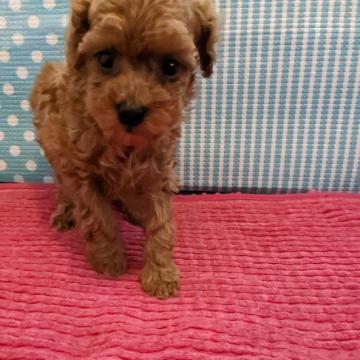 トイプードル(タイニー)【徳島県・女の子・2022年10月7日・レッド】の写真「お顔の可愛い女の子(⁠◡⁠ ⁠ω⁠ ⁠◡⁠)」