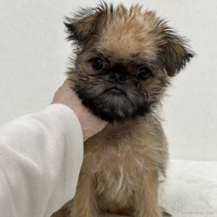 ID：2411-07763の子犬