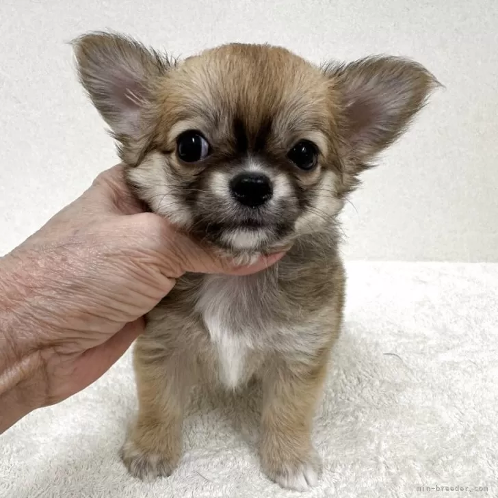 ちい 様のお迎えした子犬