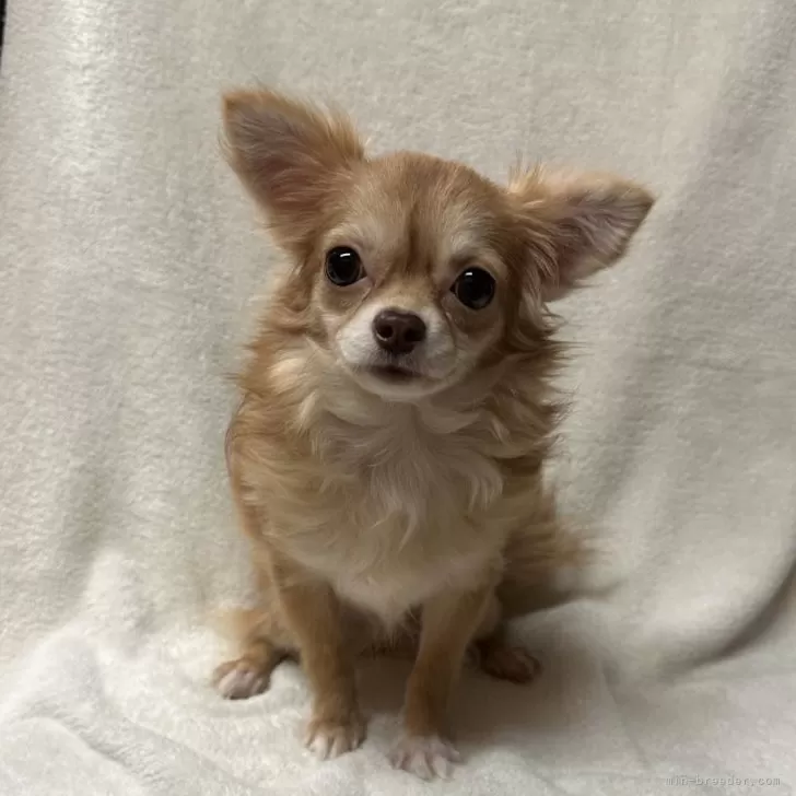 ID:2405-03960の子犬