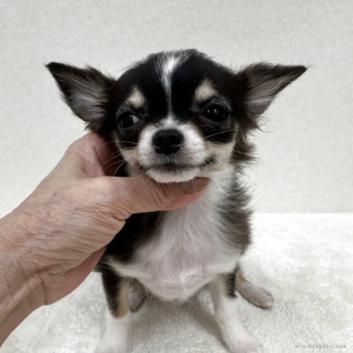 ブリーダー画像