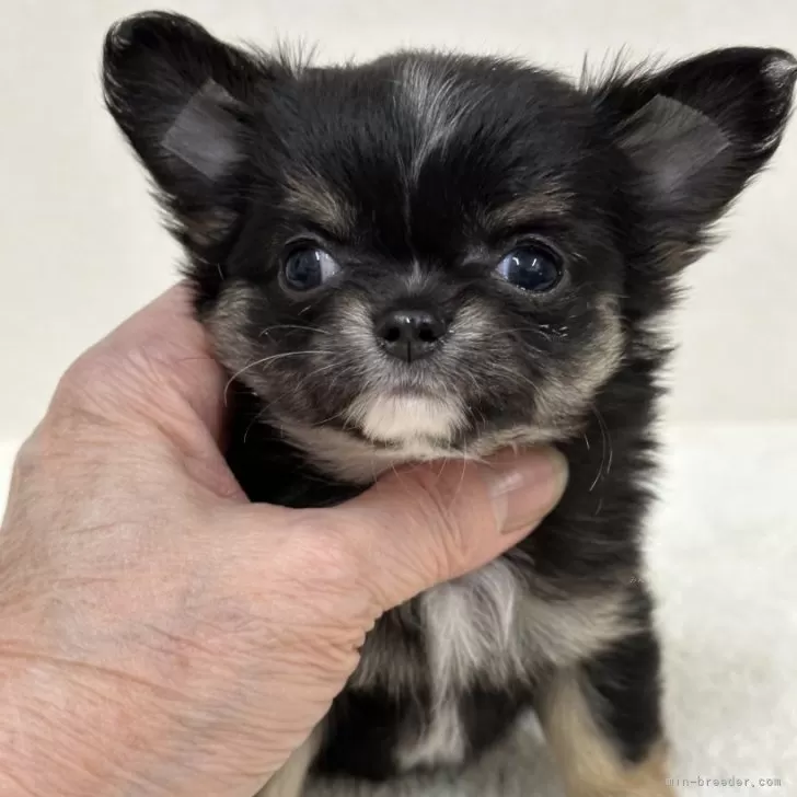 ID：2411-04288の子犬