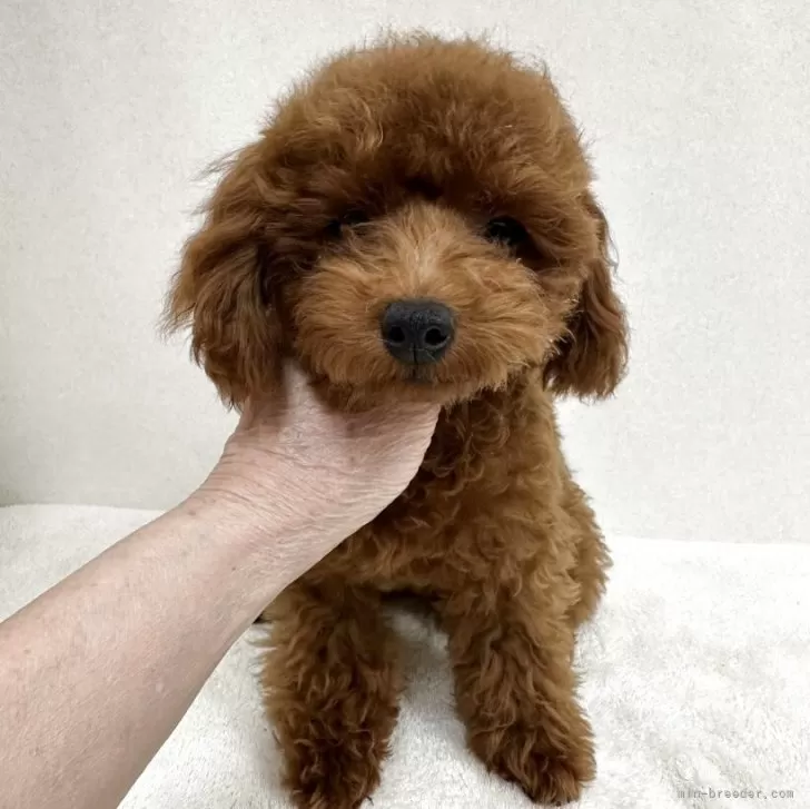 H.W 様のお迎えした子犬
