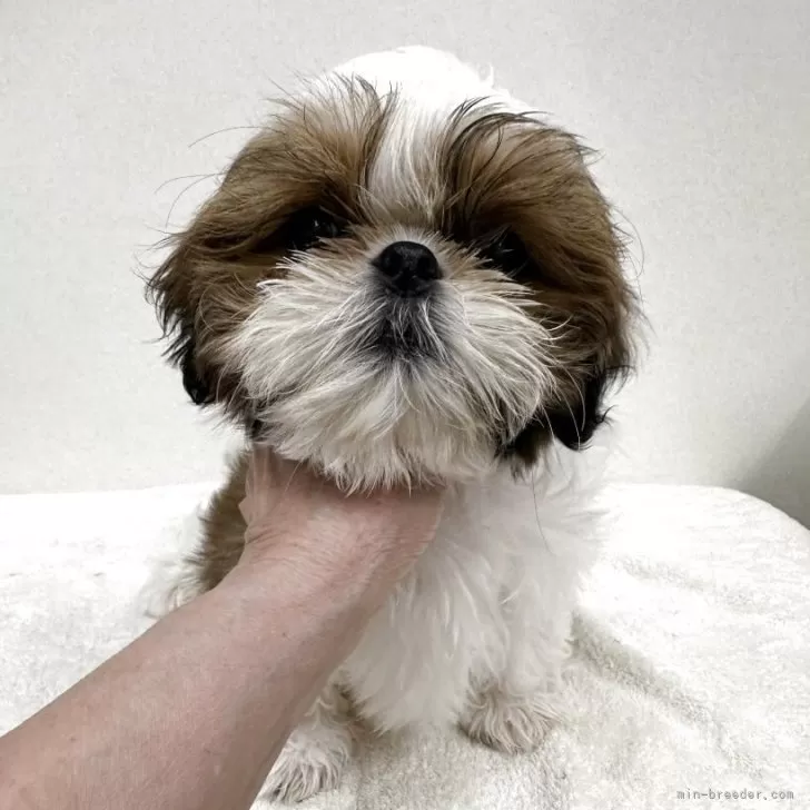 ID：2502-03511の子犬