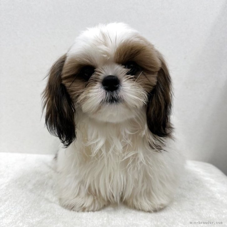 ブリーダー画像