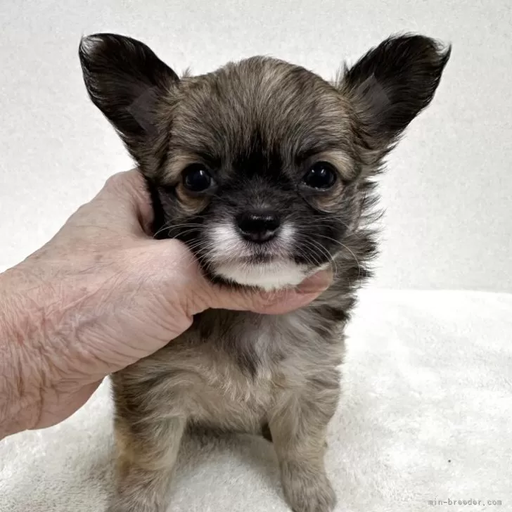 チワワ(ロング)【東京都・女の子・2025年10月12日・フォーン&amp;ホワイト】の写真1