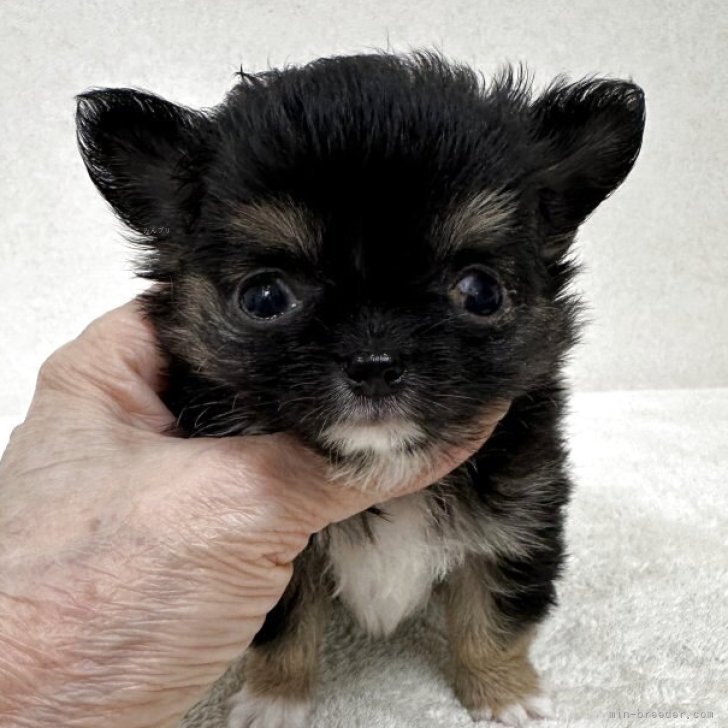 ブリーダー画像