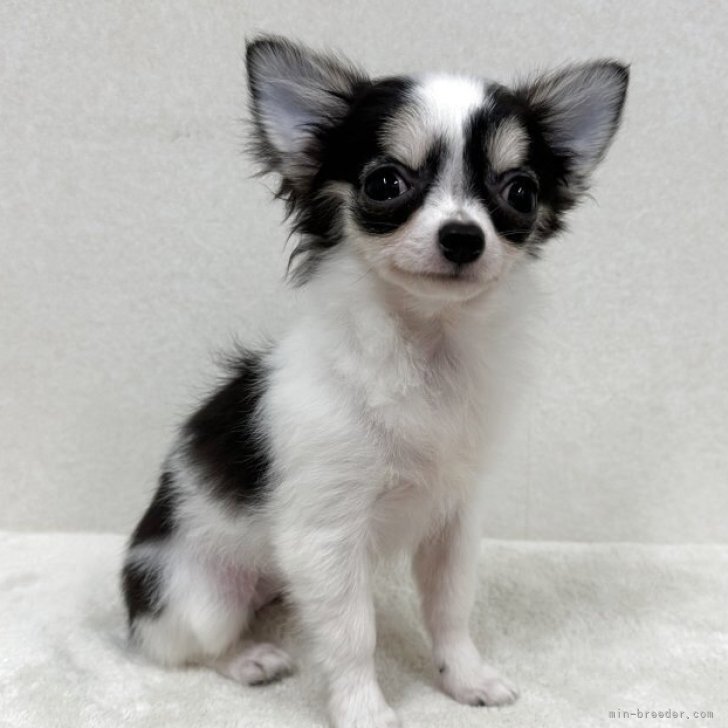 ブリーダー画像