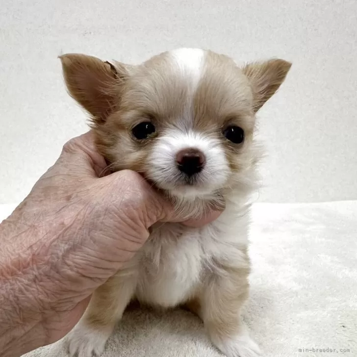 ID：2511-04084の子犬