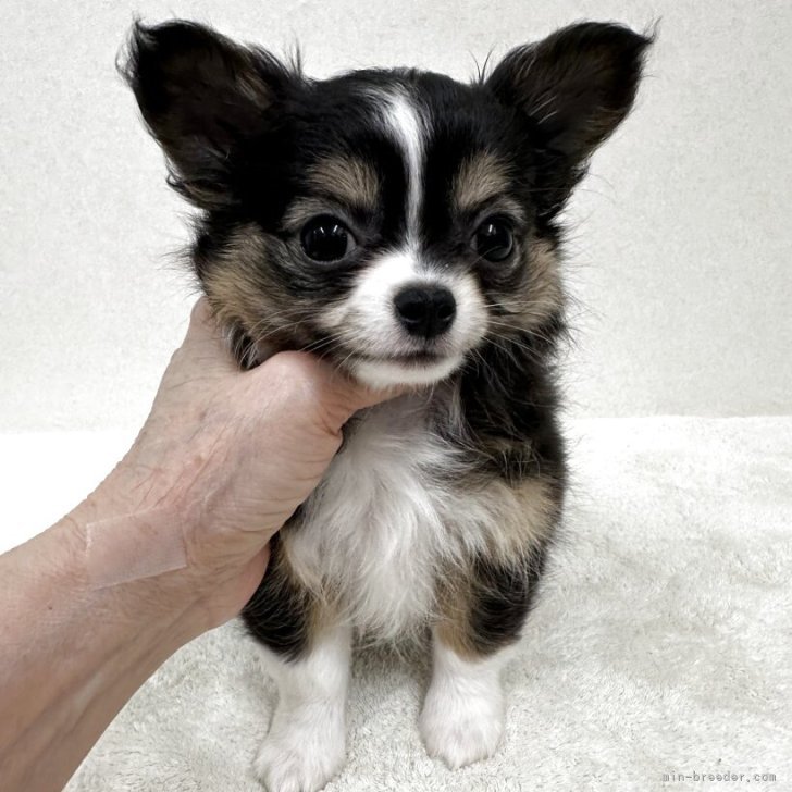 ブリーダー画像