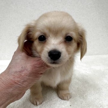 チワックス(チワワ×ダックスフンド)【東京都・女の子・2025年10月25日・クリーム】の写真「父親チワワカケル母親カニンヘンダックスの美人さん」