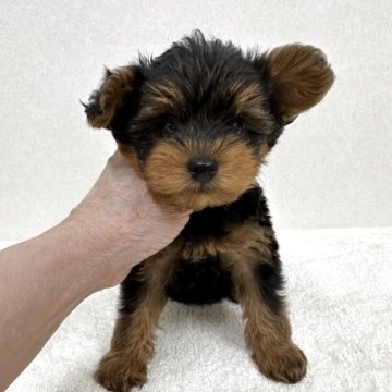 ヨープー(トイプードル×ヨークシャーテリア)【東京都・男の子・2025年6月8日・スティールブルー&タン】の写真「父親トイプードル×母親ヨーキーの美男子君」