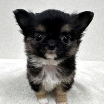 チワワ(ロング)【東京都・男の子・2025年10月5日・ブラック、タン&ホワイト】の写真「優良血統の小ぶりな美男子君」