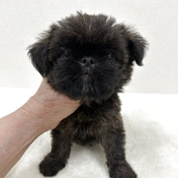 ブリュッセルグリフォン【東京都・女の子・2025年8月2日・レッド】の写真「希少犬グリフォンの美人さん」