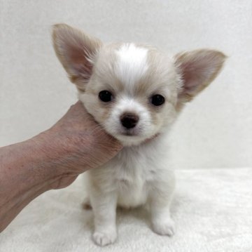チワワ(ロング)【東京都・男の子・2025年5月31日・クリーム&ホワイト】の写真「優良血統の小ぶりな美男子君」