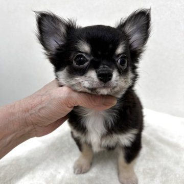 チワワ(ロング)【東京都・男の子・2025年9月5日・ブラック、タン&ホワイト】の写真「優良血統の超美男子君」