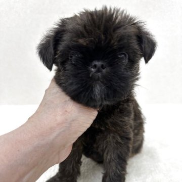 ブリュッセルグリフォン【東京都・女の子・2025年8月2日・レッド】の写真「希少犬グリフォンの美人さん」