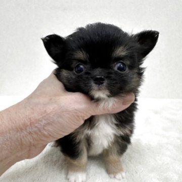 チワワ(ロング)【東京都・男の子・2025年10月5日・ブラック、タン&ホワイト】の写真「優良血統の小ぶりな美男子君」