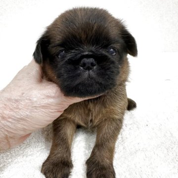 ブリュッセルグリフォン【東京都・女の子・2025年6月13日・レッド】の写真「希少犬グリフォンの美人さん」